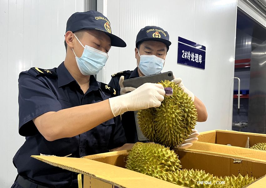 榴蓮熱度不斷走高中老鐵路運輸榴蓮人們消費需求增長(cháng)